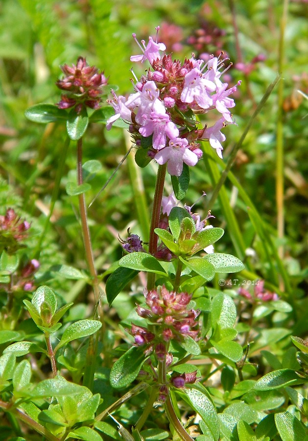 Изображение особи Thymus clandestinus.