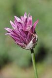 Allium heldreichii