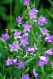 Campanula patula