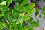 Clerodendrum inerme