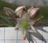 Allium schistosum