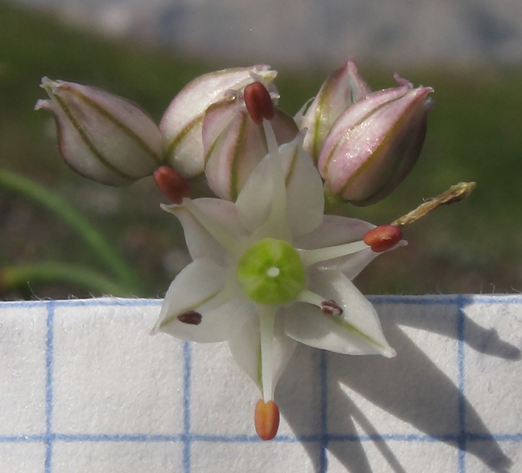 Изображение особи Allium schistosum.