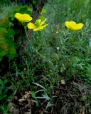 Ranunculus illyricus