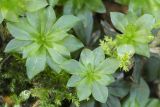 Rhodobryum roseum