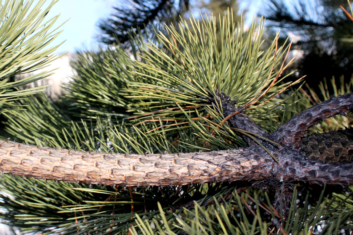 Изображение особи Pinus nigra.