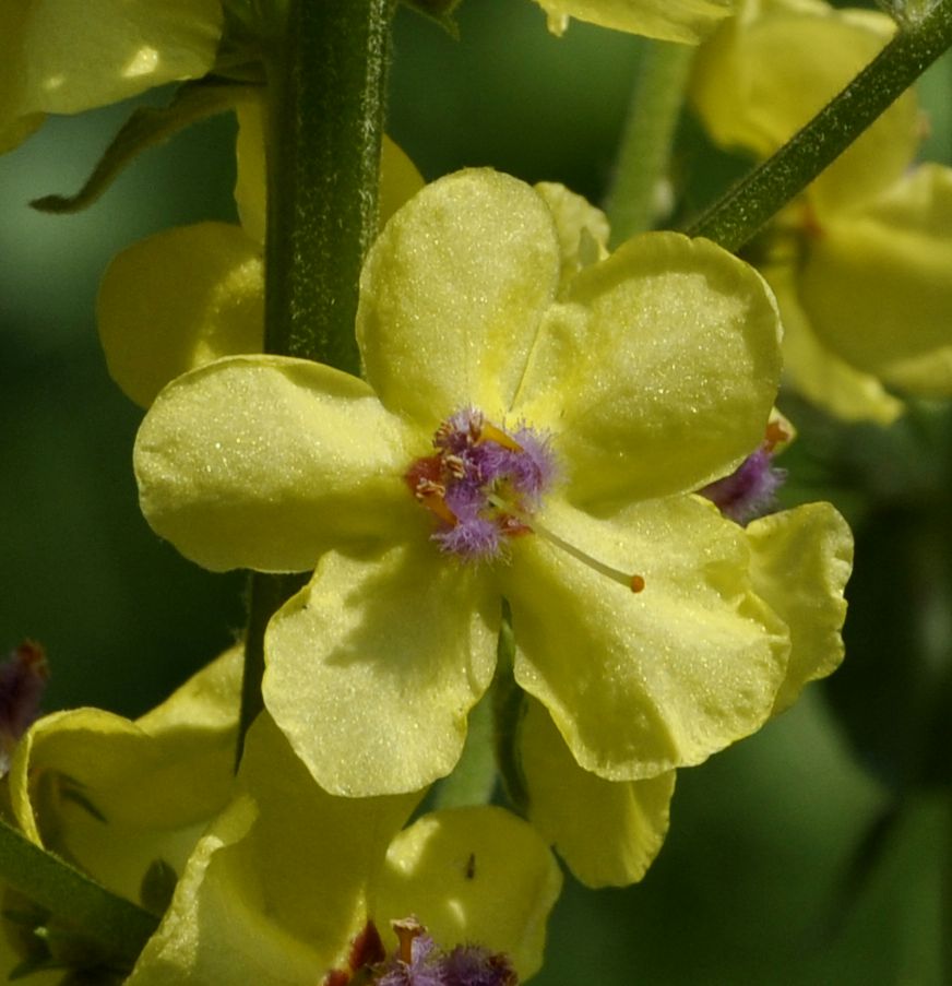 Изображение особи Verbascum glabratum.