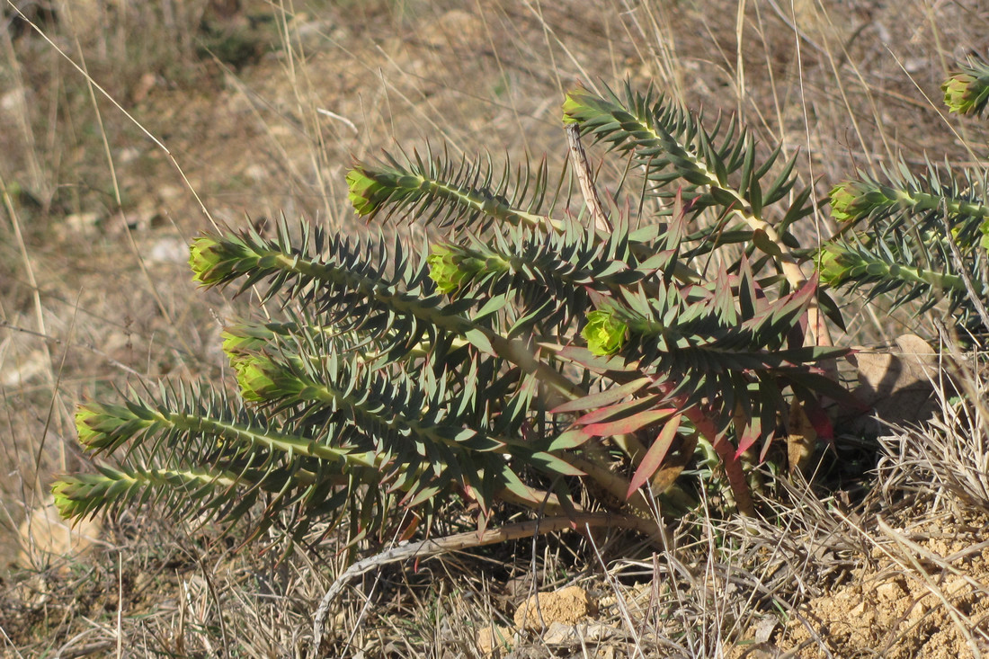 Изображение особи Euphorbia rigida.