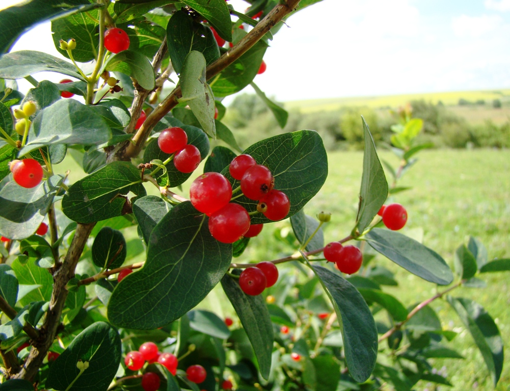 Изображение особи Lonicera tatarica.