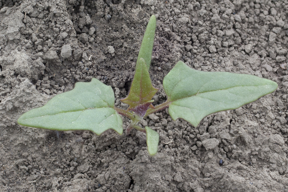 Image of Chenopodiastrum hybridum specimen.