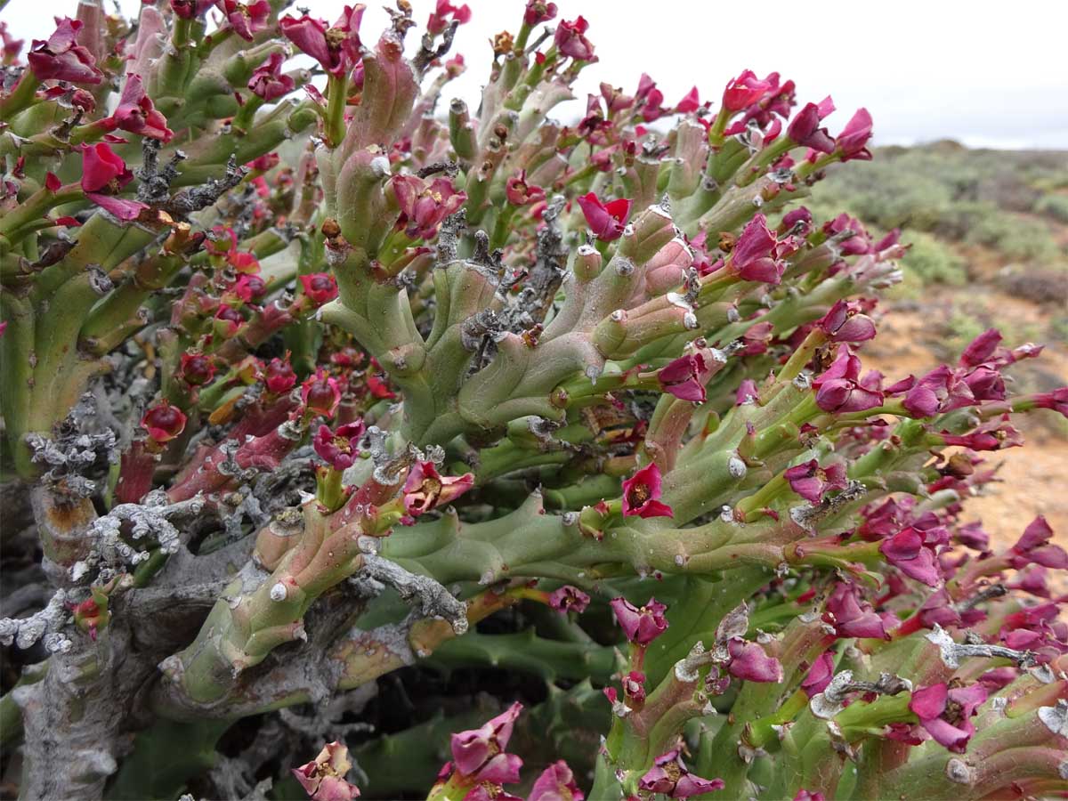 Изображение особи Euphorbia hamata.