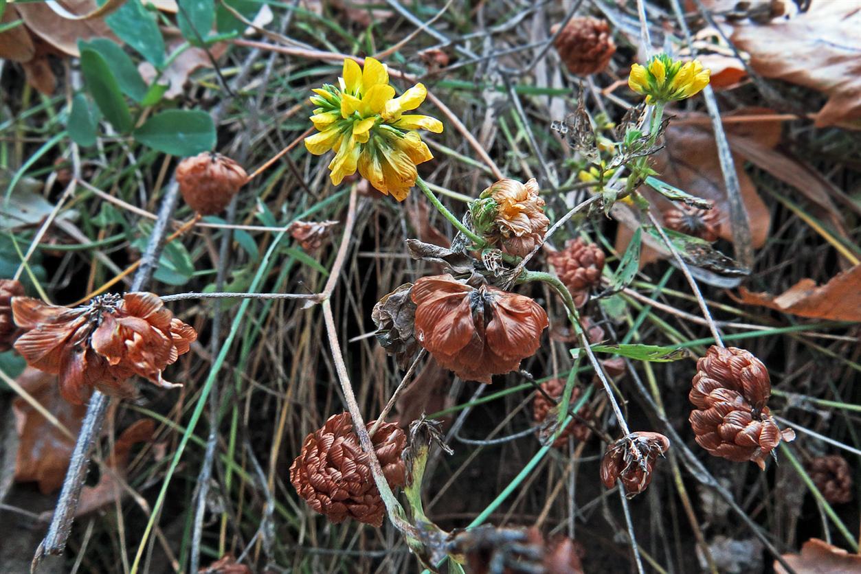 Изображение особи Trifolium aureum.