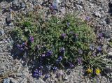 Oxytropis tianschanica