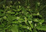 Prunella vulgaris