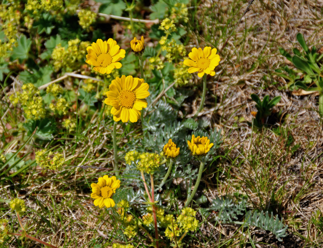 Изображение особи Anthemis marschalliana ssp. pectinata.