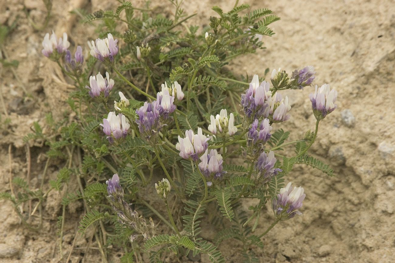 Изображение особи Astragalus captiosus.