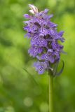 Dactylorhiza baltica