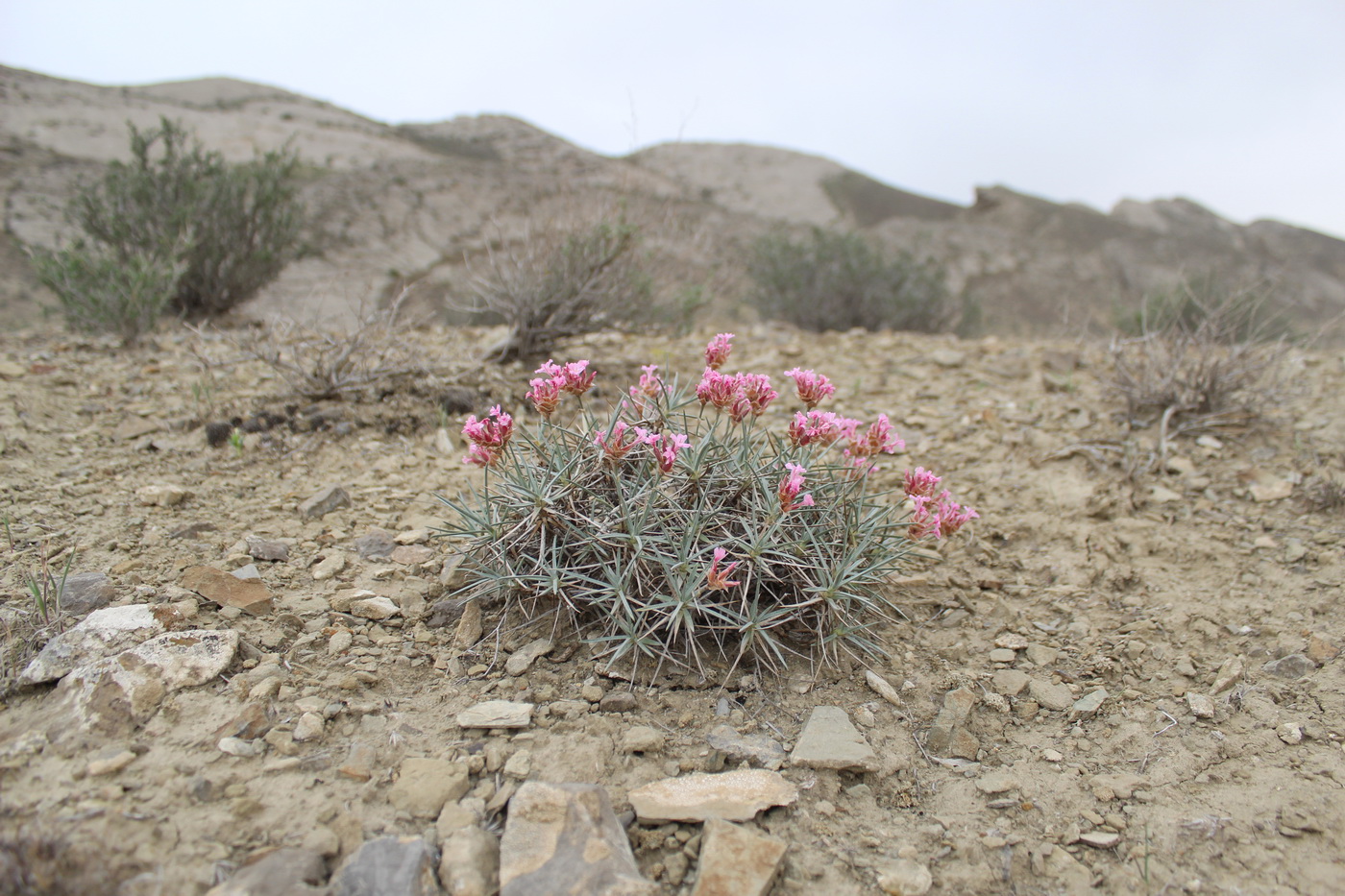 Image of Acantholimon kjurendaghi specimen.