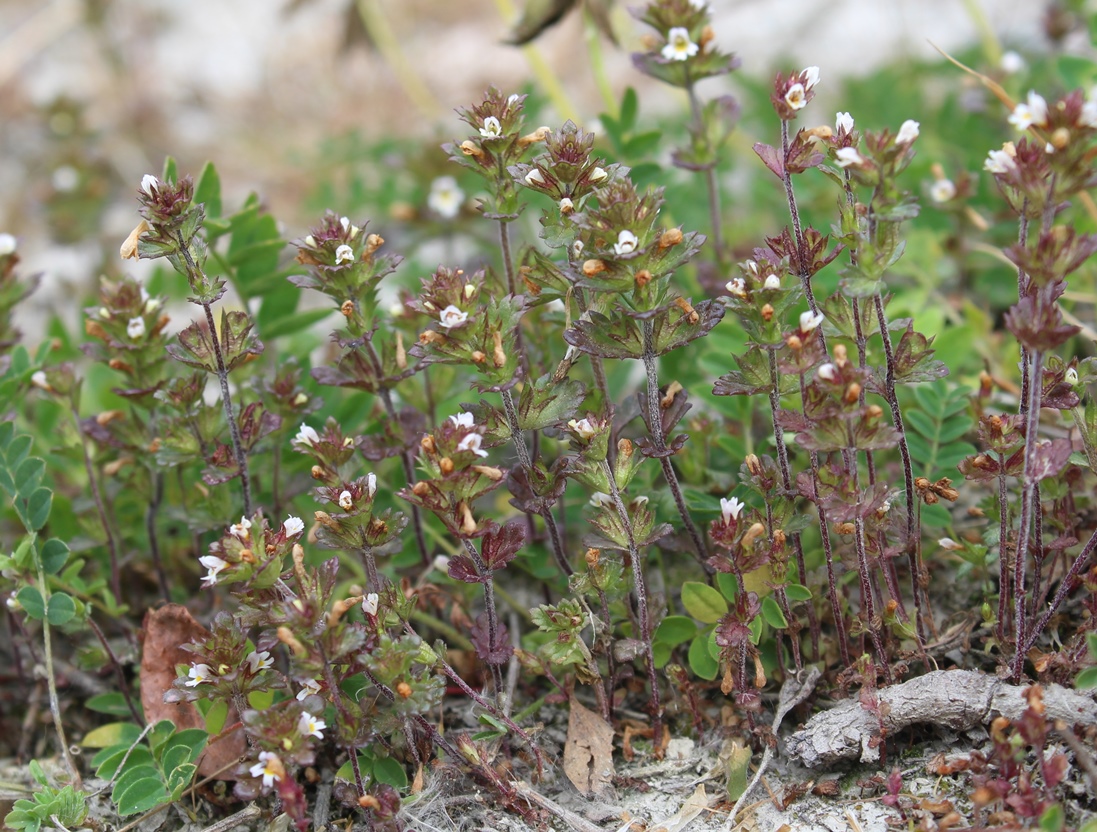 Image of Euphrasia wettsteinii specimen.