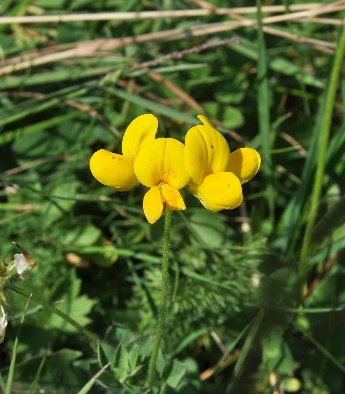 Изображение особи Lotus caucasicus.