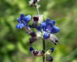 Perovskia angustifolia