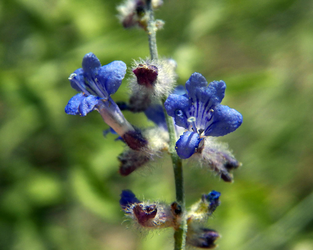 Image of Perovskia angustifolia specimen.