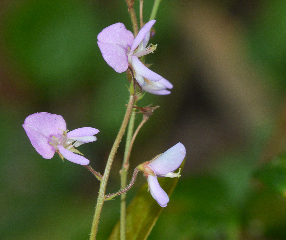 Изображение особи Desmodium adscendens.