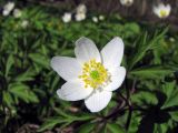 Anemone nemorosa