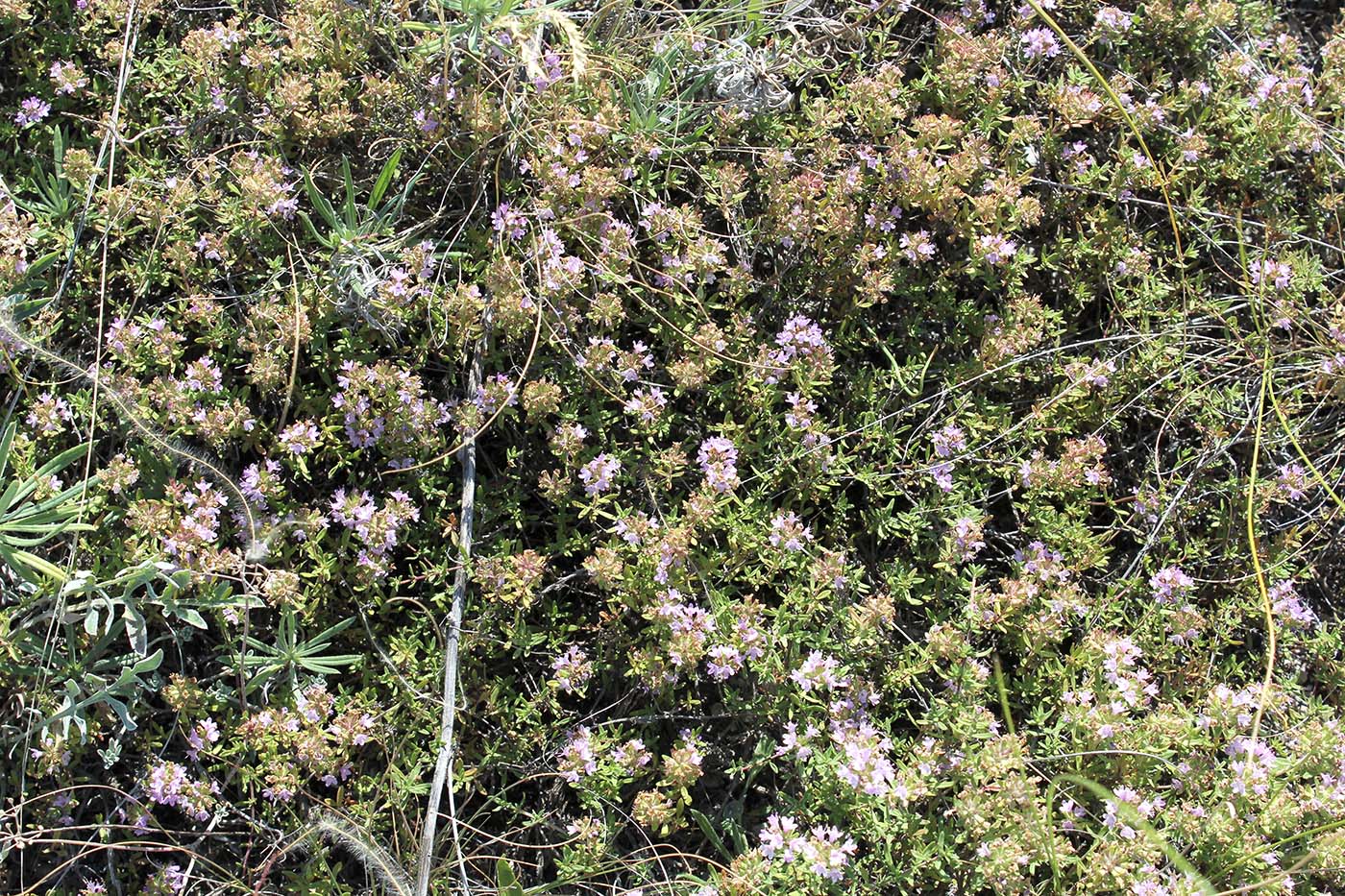 Изображение особи Thymus calcareus.