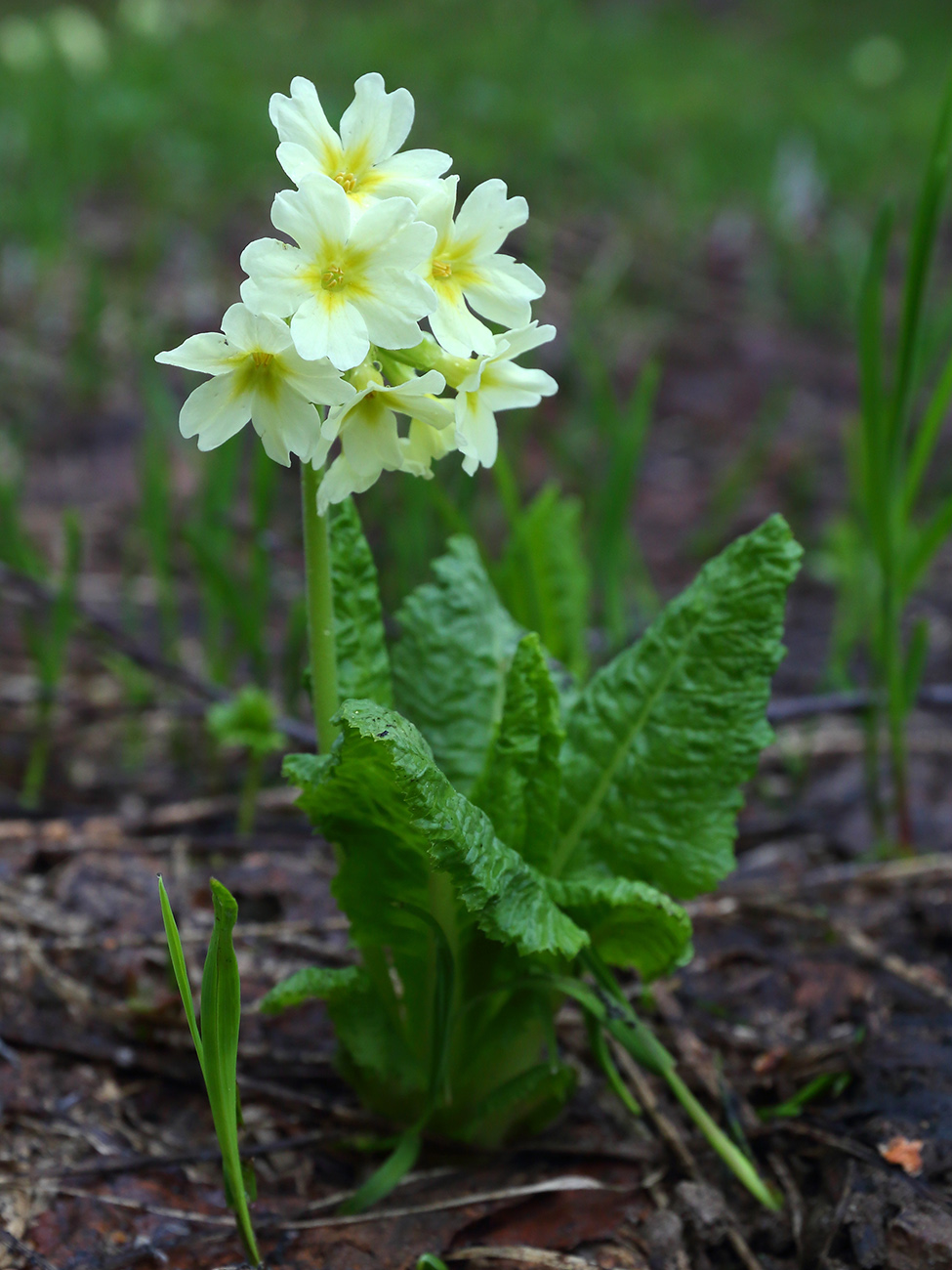 Изображение особи Primula pallasii.