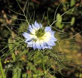 Nigella damascena