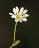 Stellaria undulata. Цветок. Приморский край, окр. г. Владивосток, п-ов Муравьёва-Амурского, на обочине дороги. 03.06.2020.