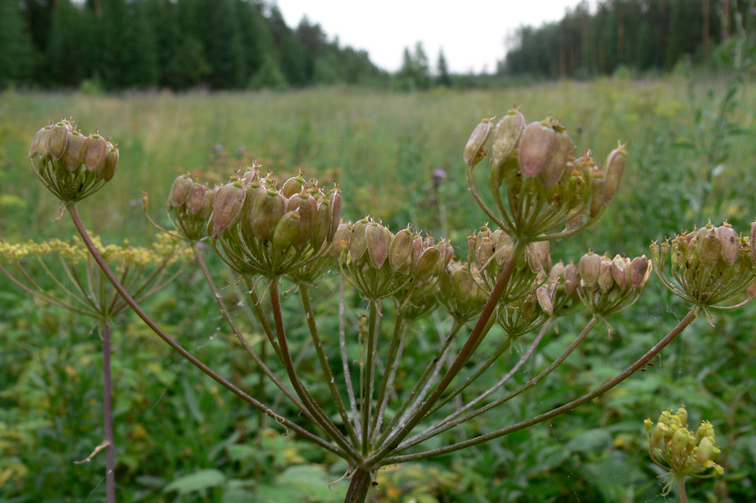 Изображение особи Heracleum sibiricum.