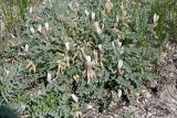 Astragalus testiculatus. Цветущее растение. Волгоградская обл., Калачевский р-н, долина р. Большая Голубая, на меловом склоне. 20.05.2006.