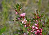 Amygdalus nana. Верхушка ветви с цветками и бутонами. Самарская обл., гор. округ Жигулёвск, гора Лысая, у подножия скал. 03.05.2021.