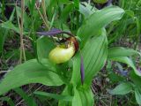 Cypripedium calceolus