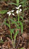 Cephalanthera longifolia. Цветущие растения. Дагестан, Магарамкентский р-н, окр. с. Хтун-Казмаляр, Самурский лес. 7 мая 2022 г.