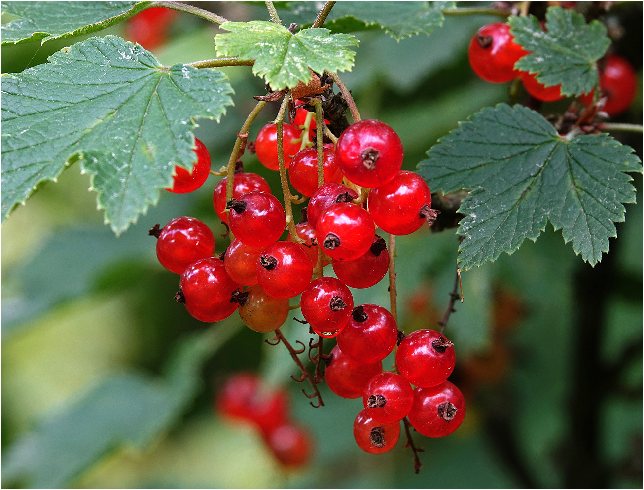 Изображение особи Ribes rubrum.