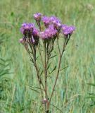 Saussurea amara. Верхушка растения с соцветиями. Иркутская обл., Усть-Ордынский р-н, окр. пгт Усть-Орда, долина р. Куда, луг. 08.08.2022.