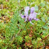 Oxytropis sordida