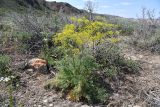 Ferula ovina