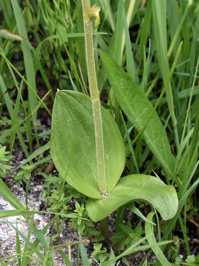 Изображение особи Listera ovata.