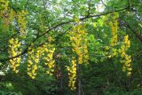 Laburnum anagyroides. Ветви с соцветиями. Горный Крым, окр. с. Соколиное. 5 мая 2013 г.