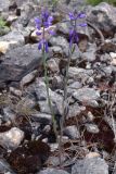 Polygala wolfgangiana. Цветущие растения на замшелой подстилке среди известняковой россыпи. Свердловская обл., окр. г. Североуральск, правый берег канал Дублёр в районе известнякового карьера. 17.06.2013.