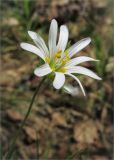 Stellaria holostea