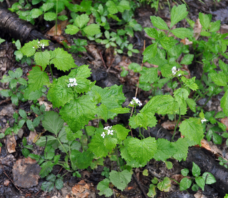 Image of Alliaria petiolata specimen.