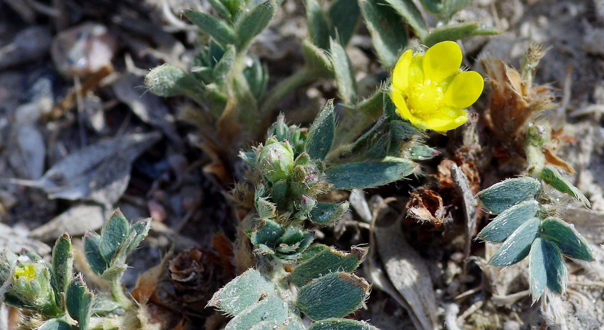 Изображение особи Potentilla orientalis.