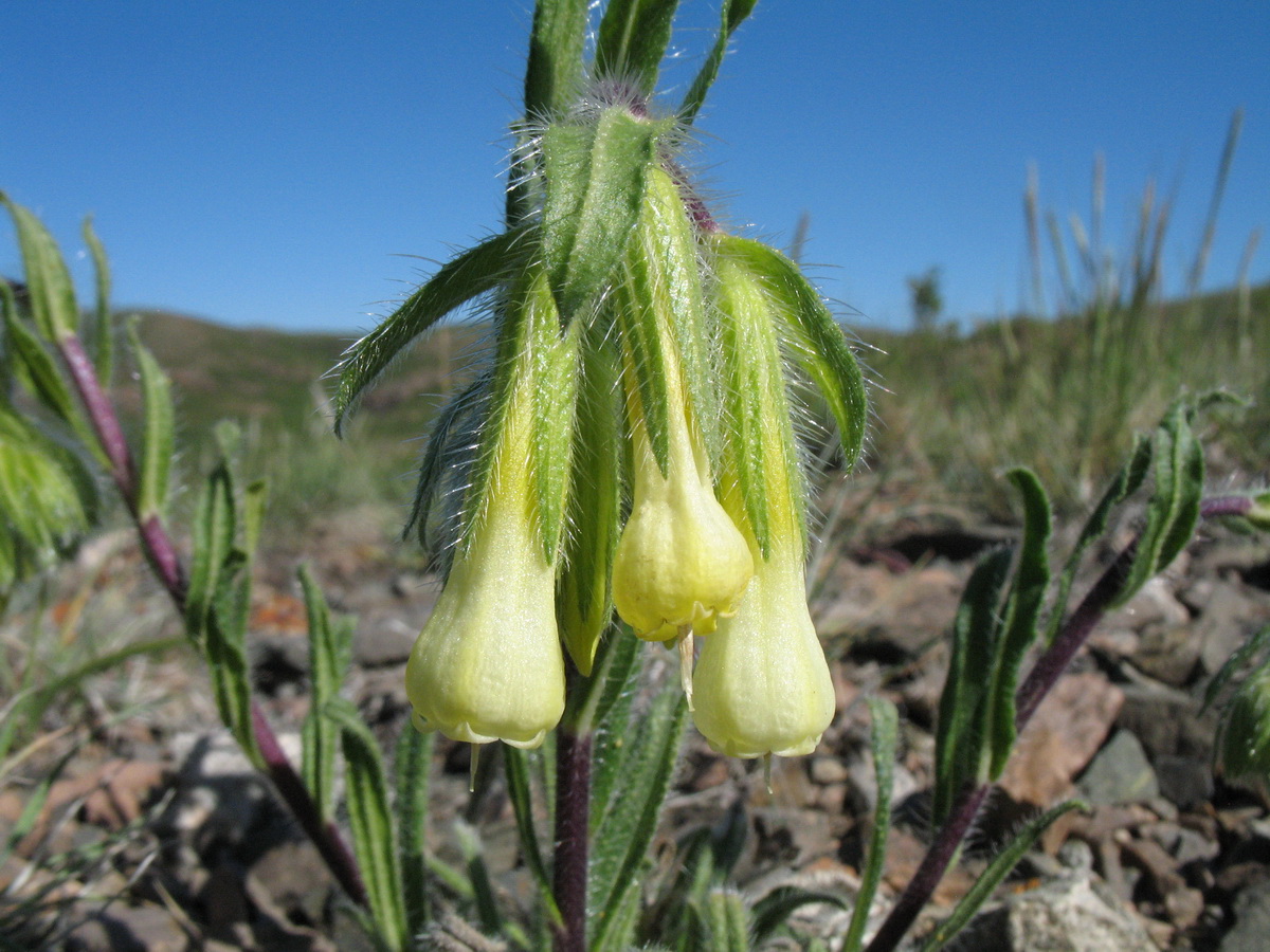 Изображение особи Onosma gmelinii.