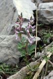 Corydalis ledebouriana