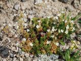 Saxifraga spinulosa. Цветущее растение. Бурятия, южная часть Баргузинского хребта, перевал Снежный, ≈ 1500 м н.у.м., каменистый склон. 15.07.2009.