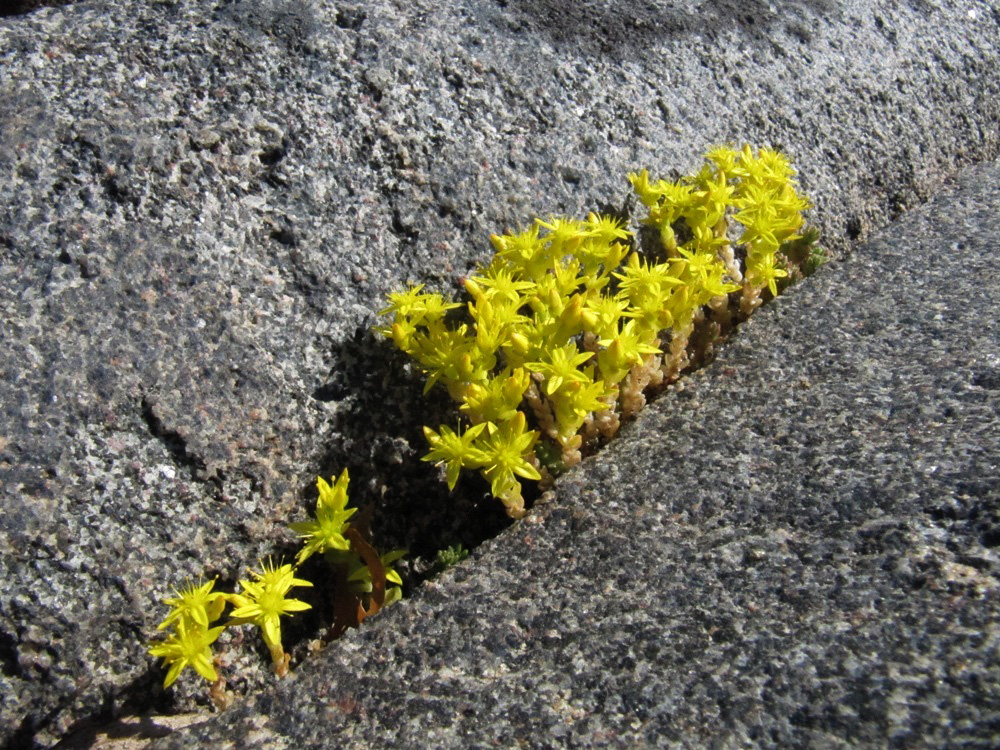 Image of Sedum acre specimen.